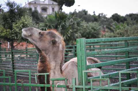 Cammelli, cervi e una casa isolata: a Modugno c'è un misterioso ''zoo''